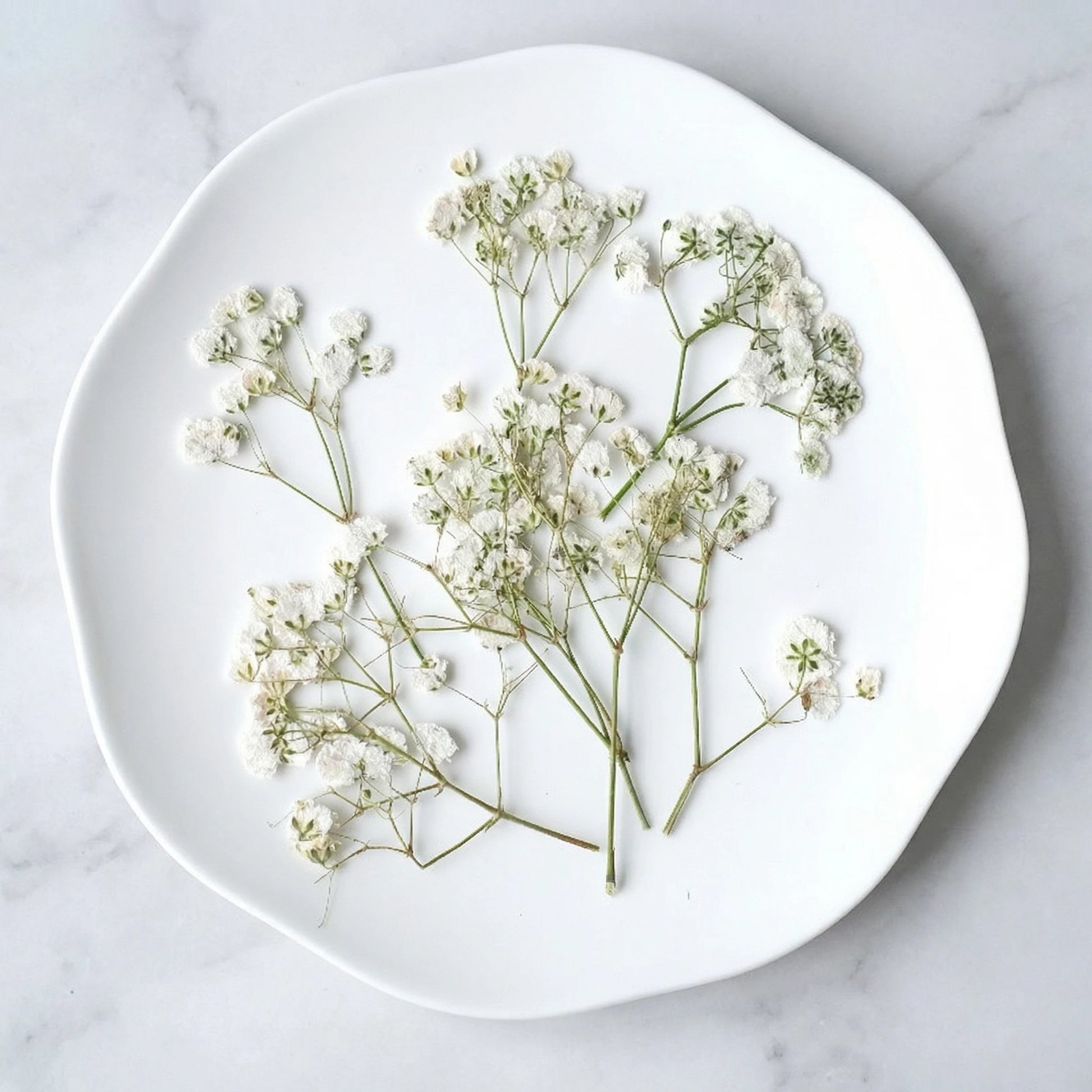 ART EMBOSS Gypsophila Dried Flowers for Wax Seal Baby's breath natural white