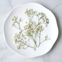 Baby's breath natural white