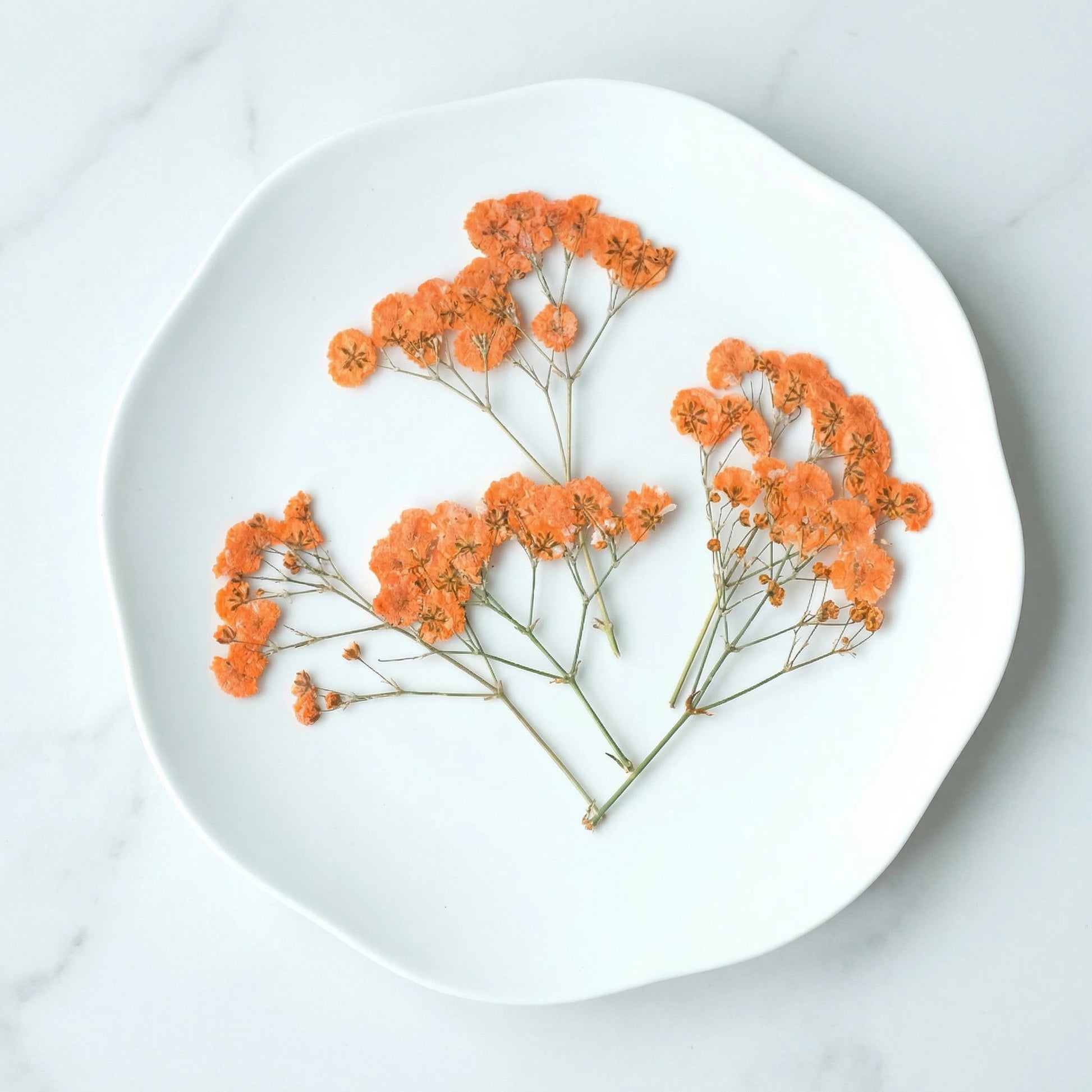 ART EMBOSS Gypsophila Dried Flowers for Wax Seal Orange gypsophila