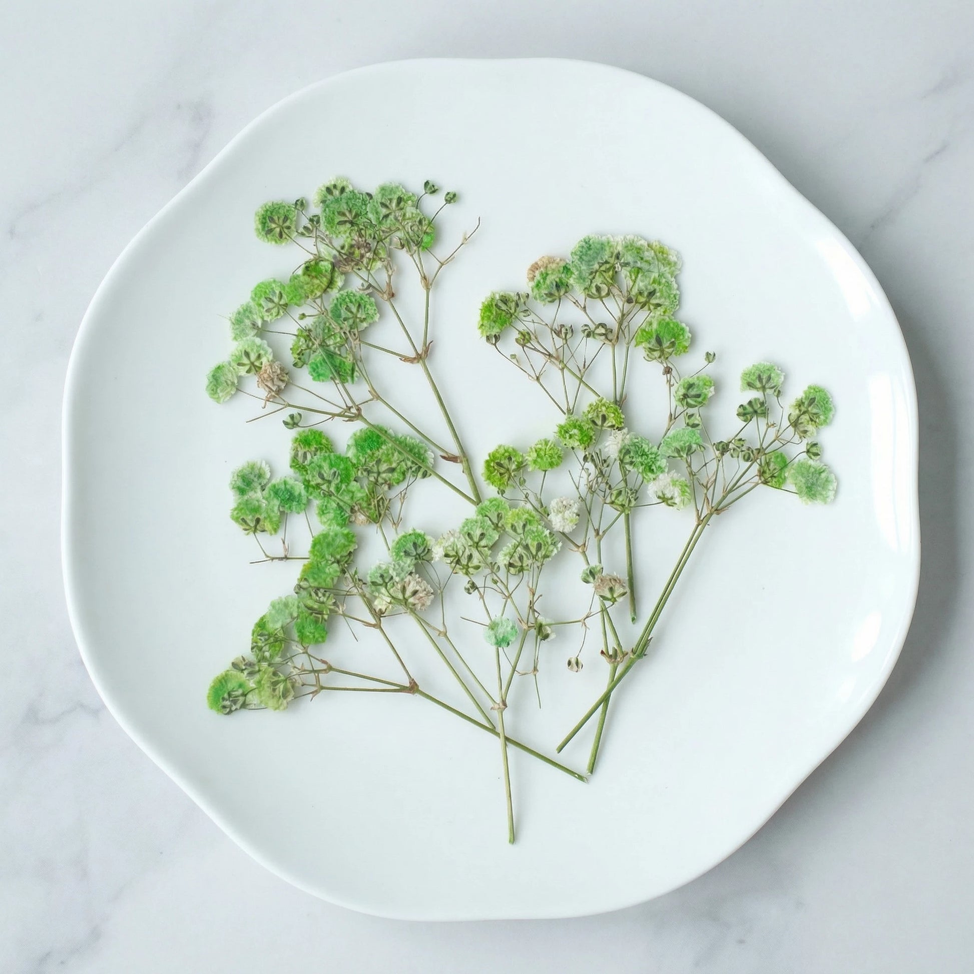 ART EMBOSS Gypsophila Dried Flowers for Wax Seal Starry green