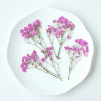 Baby's breath deep pink