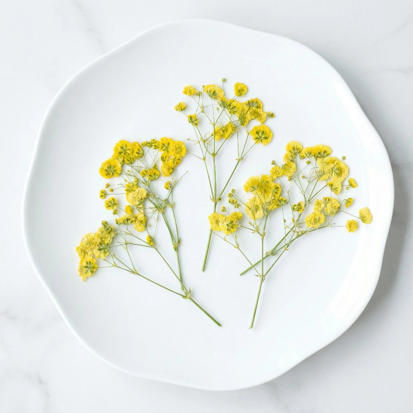 ART EMBOSS Gypsophila Dried Flowers for Wax Seal Starry yellow