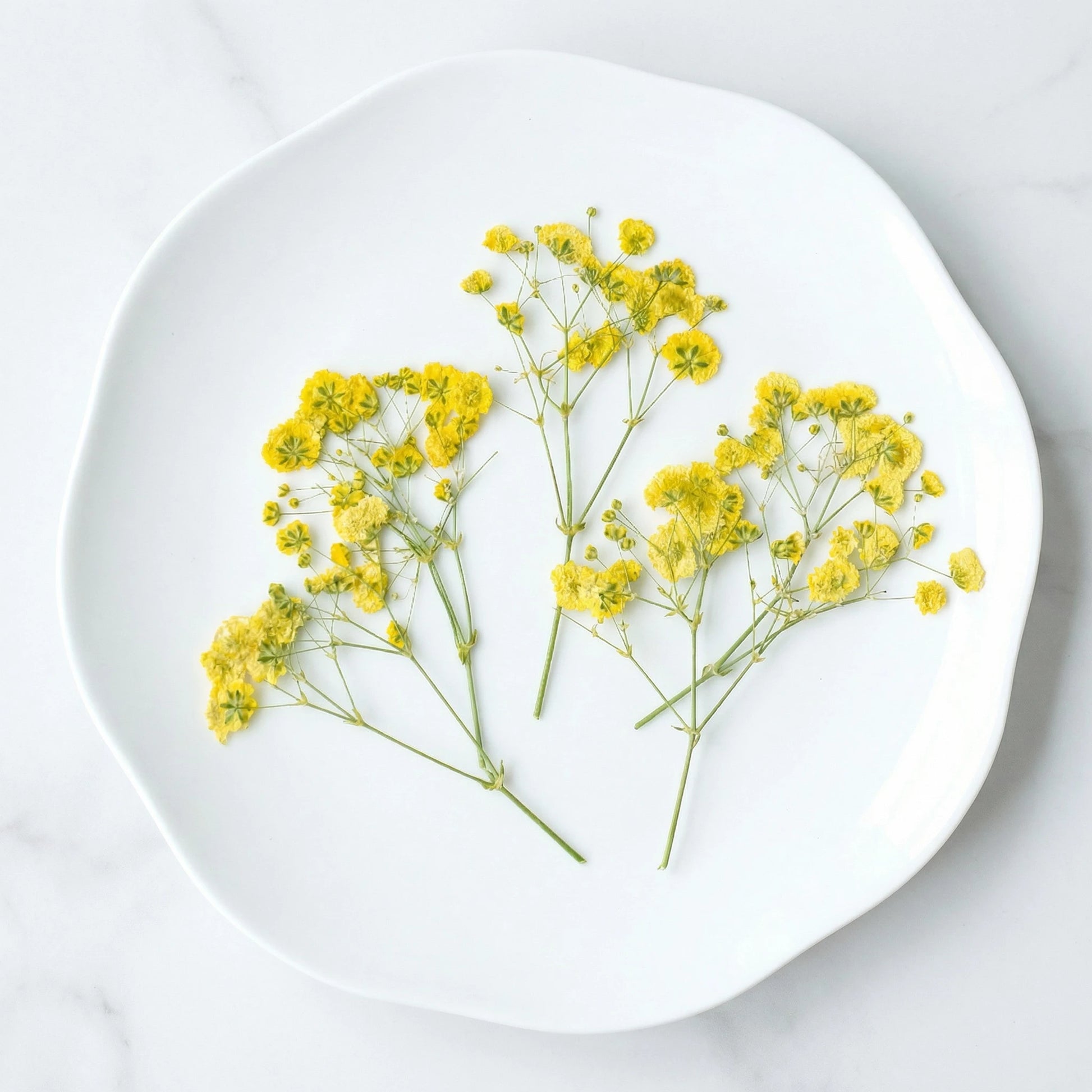 ART EMBOSS Gypsophila Dried Flowers for Wax Seal Starry yellow
