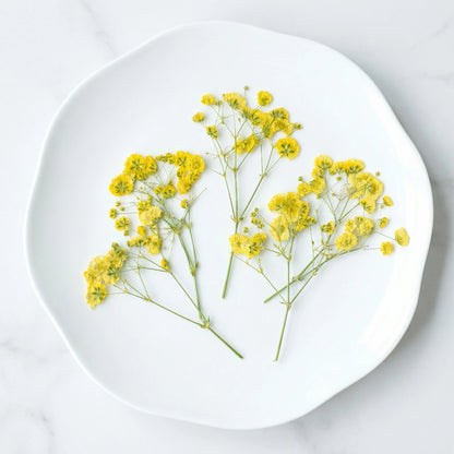 ART EMBOSS Gypsophila Dried Flowers for Wax Seal Starry yellow