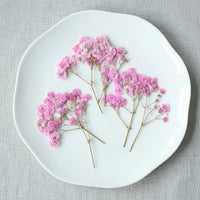 Baby's breath pink