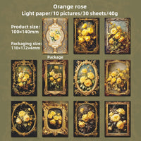 Orange rose